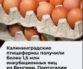 В Калининградскую область поступило 20 партий инкубационных яиц из трёх стран
