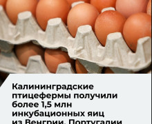 В Калининградскую область поступило 20 партий инкубационных яиц из трёх стран