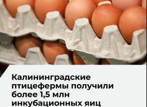 В Калининградскую область поступило 20 партий инкубационных яиц из трёх стран