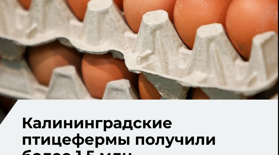 В Калининградскую область поступило 20 партий инкубационных яиц из трёх стран
