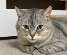 Ищу дом для кошечки Маси