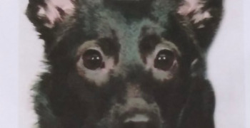В Калининграде разыскивают пропавшую собаку