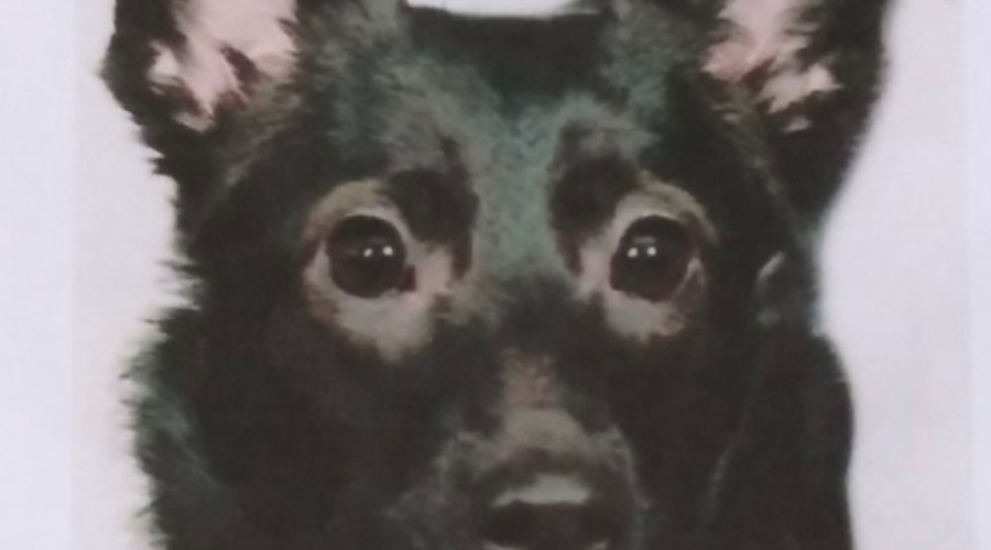 В Калининграде разыскивают пропавшую собаку