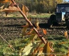 В Зеленоградском районе к 2027 году ожидают первый урожай с черешневой стены