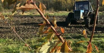 В Зеленоградском районе к 2027 году ожидают первый урожай с черешневой стены