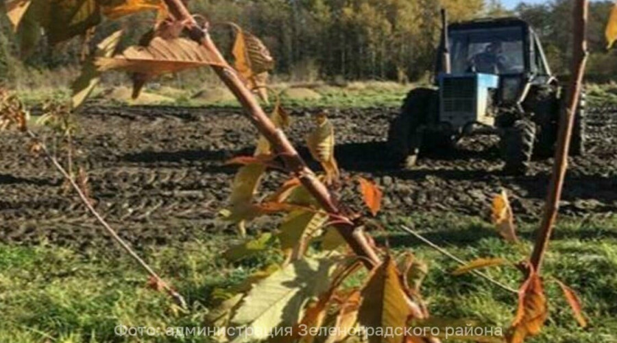 В Зеленоградском районе к 2027 году ожидают первый урожай с черешневой стены