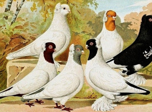 Как в Калининграде появились голуби: история середины 1950-х