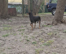 В Калининграде ищут хозяев для найденной на улице Киевской собаки