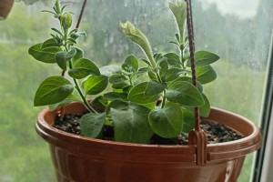 Продам петунии ампельные балконные, тайдалы, шок вейв