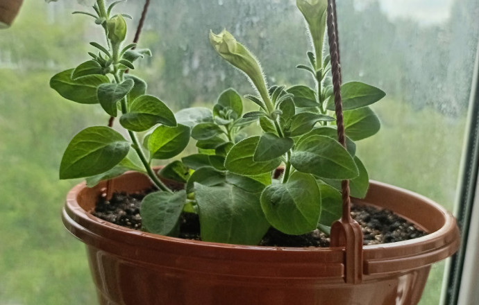 Продам петунии ампельные балконные, тайдалы, шок вейв