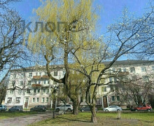 Обрезка магнолии у драмтеатра в Калининграде признана незаконной, полиция займется поиском виновных