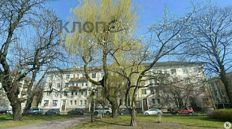 Обрезка магнолии у драмтеатра в Калининграде признана незаконной, полиция займется поиском виновных