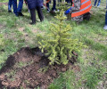 В Чкаловском лесу высадили 250 саженцев дуба и ели