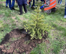 В Чкаловском лесу высадили 250 саженцев дуба и ели