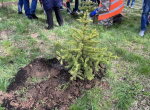 В Чкаловском лесу высадили 250 саженцев дуба и ели