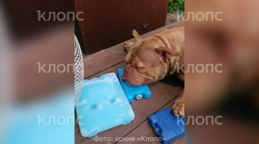 Производитель отозвал вакцину «Мультикан-8» после гибели собак в Калининграде и Ярославской области