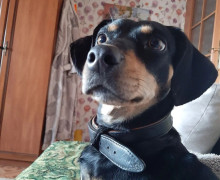Собаке срочно нужен дом