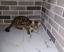В Калининграде на Сельме разыскивают пропавшего бенгальского кота