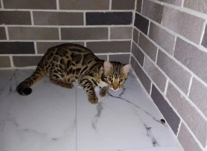 В Калининграде на Сельме разыскивают пропавшего бенгальского кота