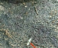 В Гусеве неизвестные продолжают уничтожать берёзу на проспекте Ленина