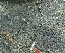 В Гусеве неизвестные продолжают уничтожать берёзу на проспекте Ленина