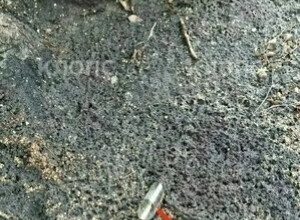 В Гусеве неизвестные продолжают уничтожать берёзу на проспекте Ленина