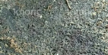 В Гусеве неизвестные продолжают уничтожать берёзу на проспекте Ленина