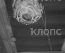 В Вершинино дачники обнаружили под крышей веранды гнездо шершней необычного вида