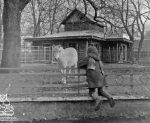 Каким был Калининградский зоопарк в прошлом веке: история восстановления после войны