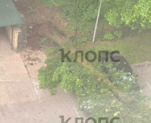 В Калининграде на улице Гагарина упал крупный цветущий каштан