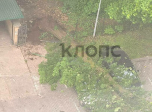 В Калининграде на улице Гагарина упал крупный цветущий каштан