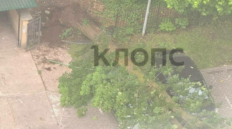 В Калининграде на улице Гагарина упал крупный цветущий каштан