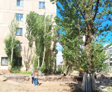 В Калининграде подрядчик повредил деревья при ремонте дороги на Полоцкой