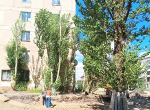 В Калининграде подрядчик повредил деревья при ремонте дороги на Полоцкой