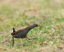 Водяного пастушка заметили в Светловском округе