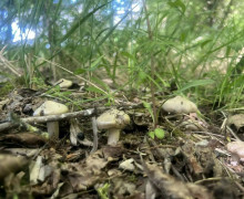 В Калининградской области стартовал сезон сбора первых маслят