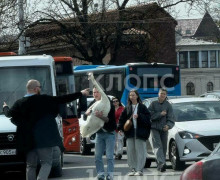 Лебедь упал на проезжую часть улицы Черняховского в Калининграде