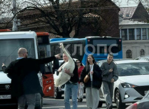 Лебедь упал на проезжую часть улицы Черняховского в Калининграде