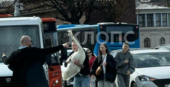 Лебедь упал на проезжую часть улицы Черняховского в Калининграде