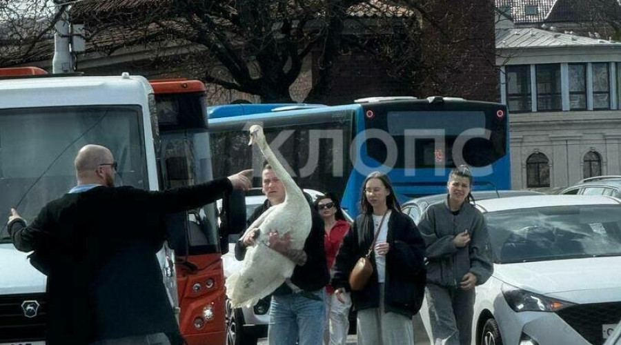 Лебедь упал на проезжую часть улицы Черняховского в Калининграде