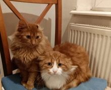 «Полосатик, Котя, Крысатуля»: калининградка Елена приютила 15 спасённых с улицы кошек