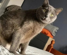 Кот Василий вернулся в аэропорт Краснодара спустя месяц после побега