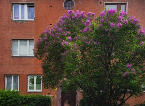 Калининградская область: сиреневый сезон в самом разгаре