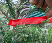 В Холмогоровке при строительстве дороги вырубили 33 дерева, компенсировав посадкой 20 саженцев