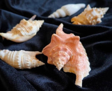 Коллекция редких раковин морских моллюсков пополнила фонды Музея Мирового океана в Калининграде