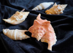 Коллекция редких раковин морских моллюсков пополнила фонды Музея Мирового океана в Калининграде