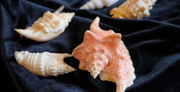 Коллекция редких раковин морских моллюсков пополнила фонды Музея Мирового океана в Калининграде