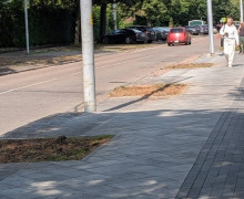 Липы на проспекте Победы в Калининграде снесли из-за аварийного состояния