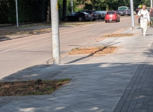 Липы на проспекте Победы в Калининграде снесли из-за аварийного состояния