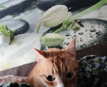 На Сельме разыскивают пса Микки, а кота из-за аллергии отдают в добрые руки